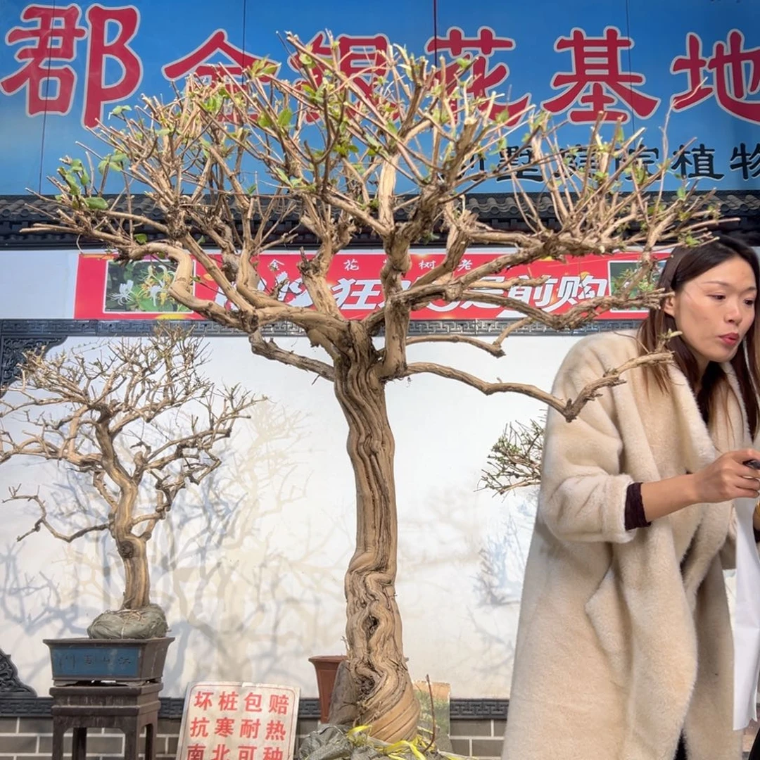 无花朵金银花888888888888888