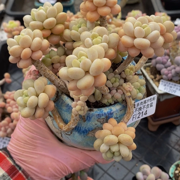 洛可可老桩214多肉植物