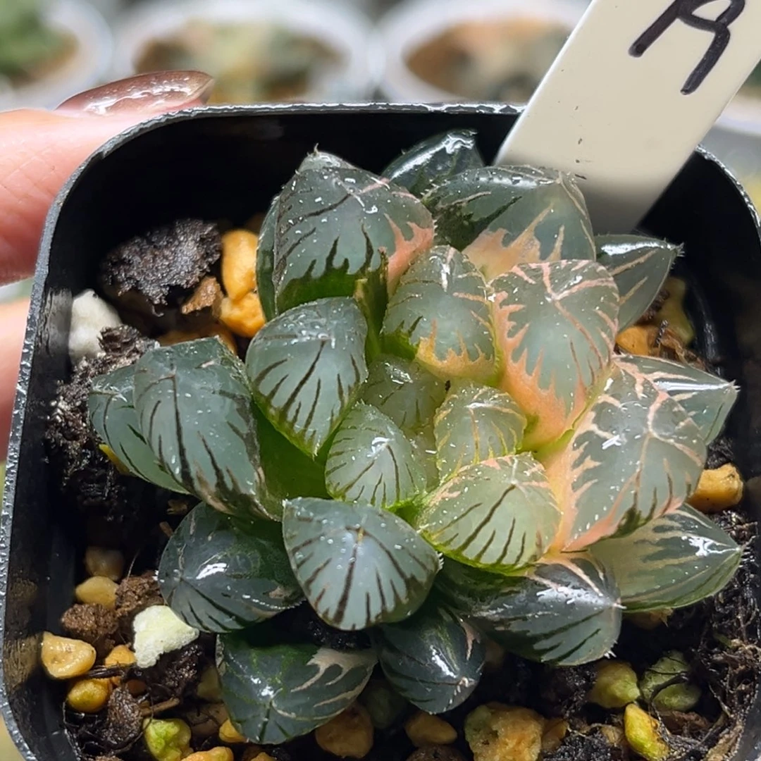 79半糊斑龙爪玉露锦福利专场