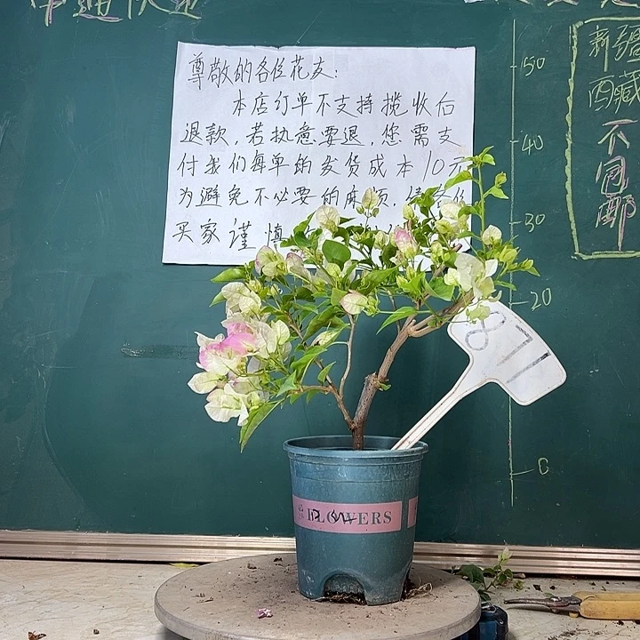 完全开放口红 871