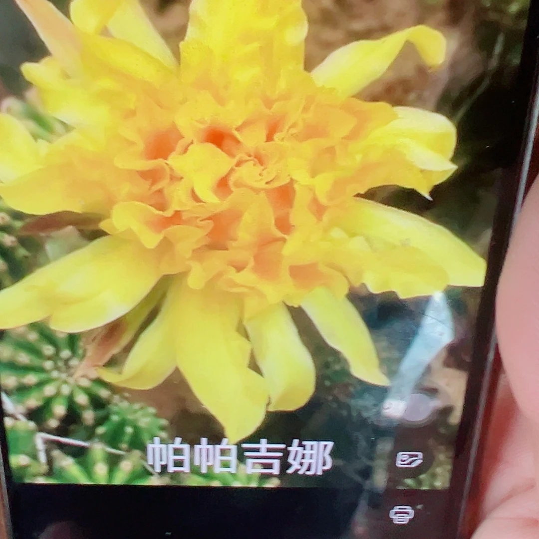 毛花柱 帕帕 6厘米 侧芽 满20包邮