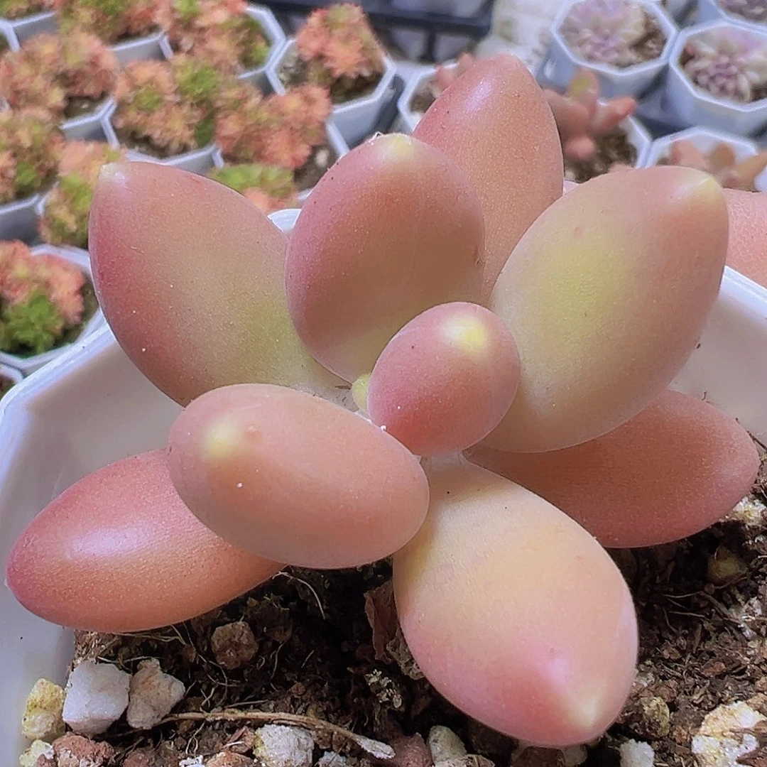 芒果奶19包邮U多肉植物