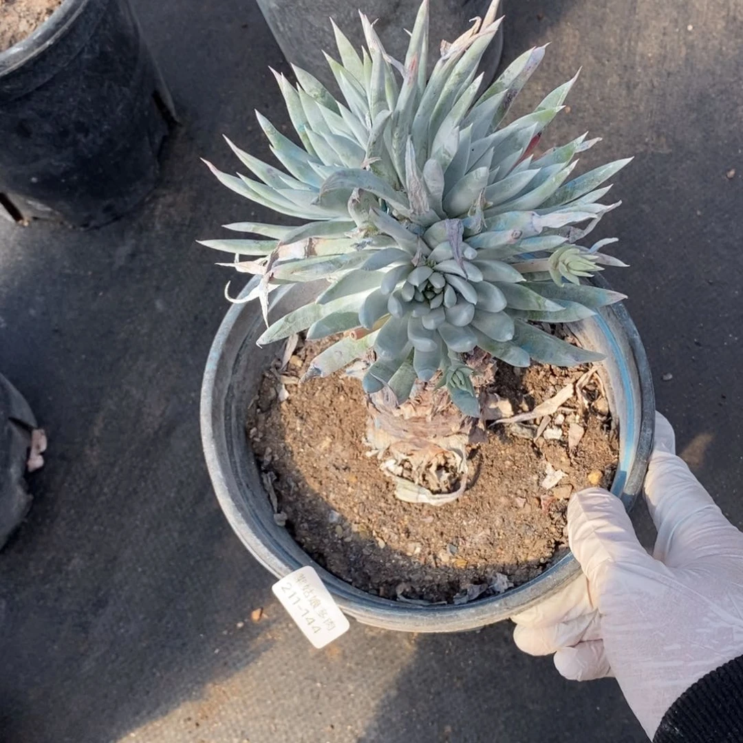 144号雪奴粗腿子群