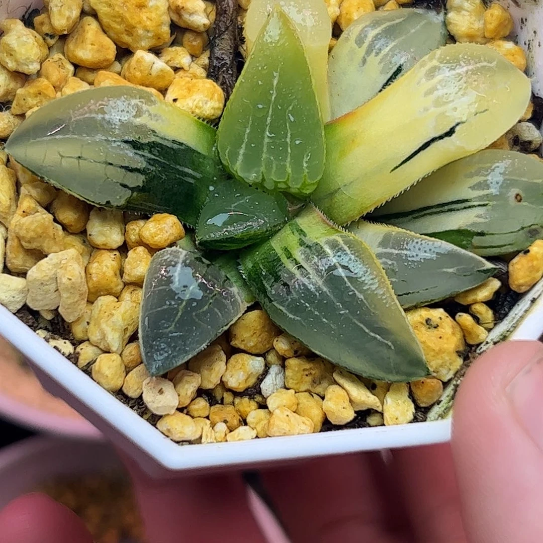 冰河锦十二卷多肉植物