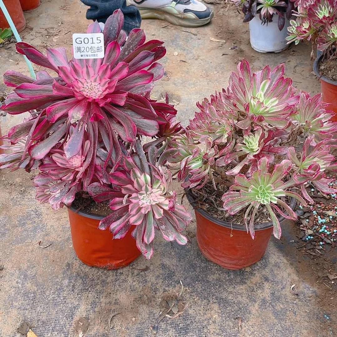 匆**年15组合多肉小损不包