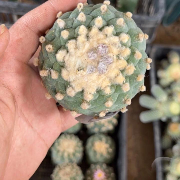 小*海鲜仙人球605号