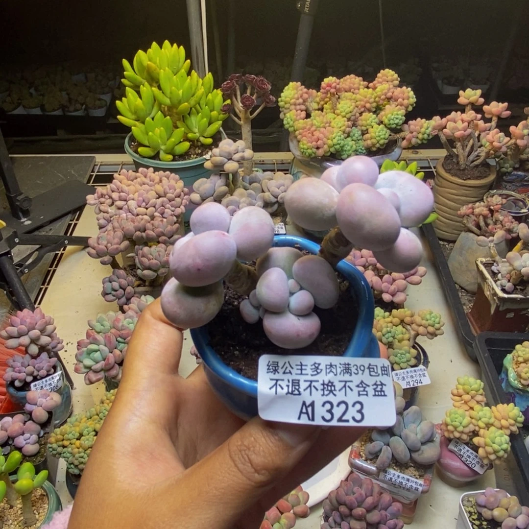 323芭比奶多肉6cm