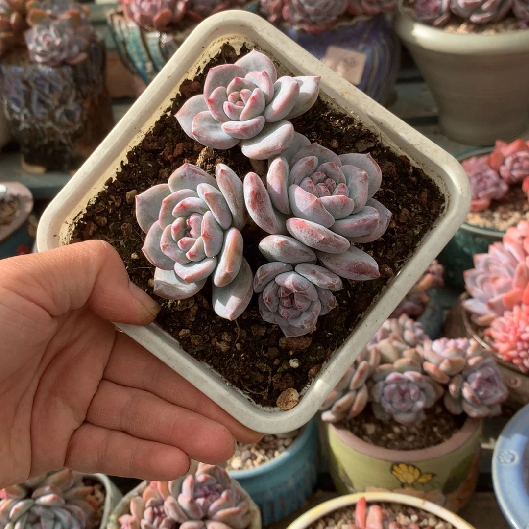 无花朵开播福利炸哈哈哈哈哈哈哈哈哈