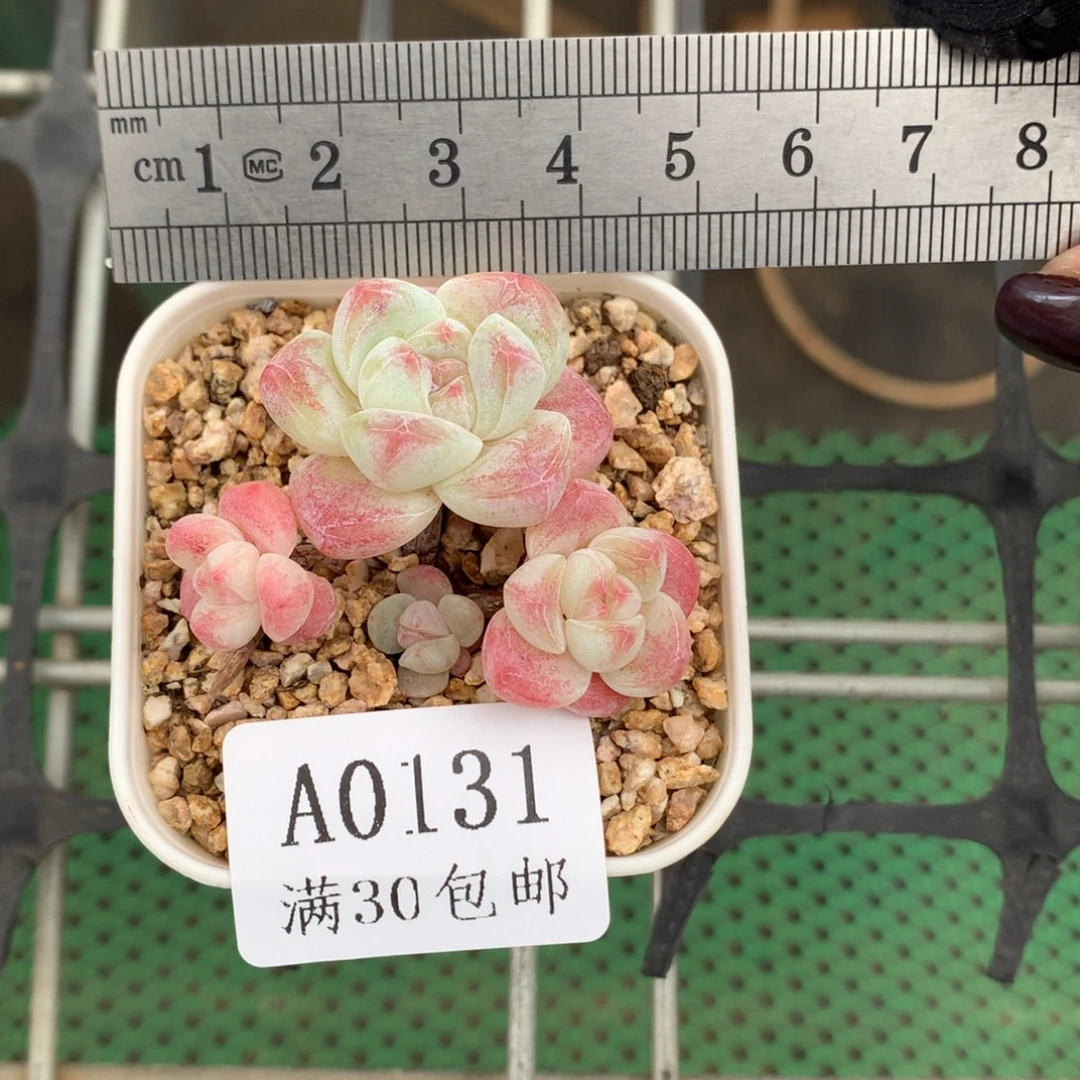 131四头小树冰玉冠服5