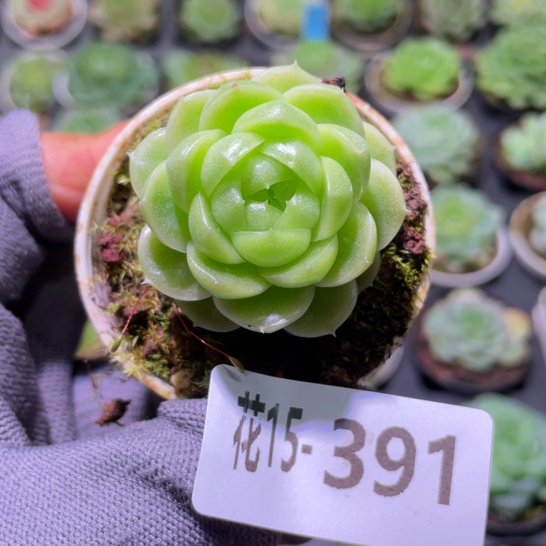 花利美15-391珍妮