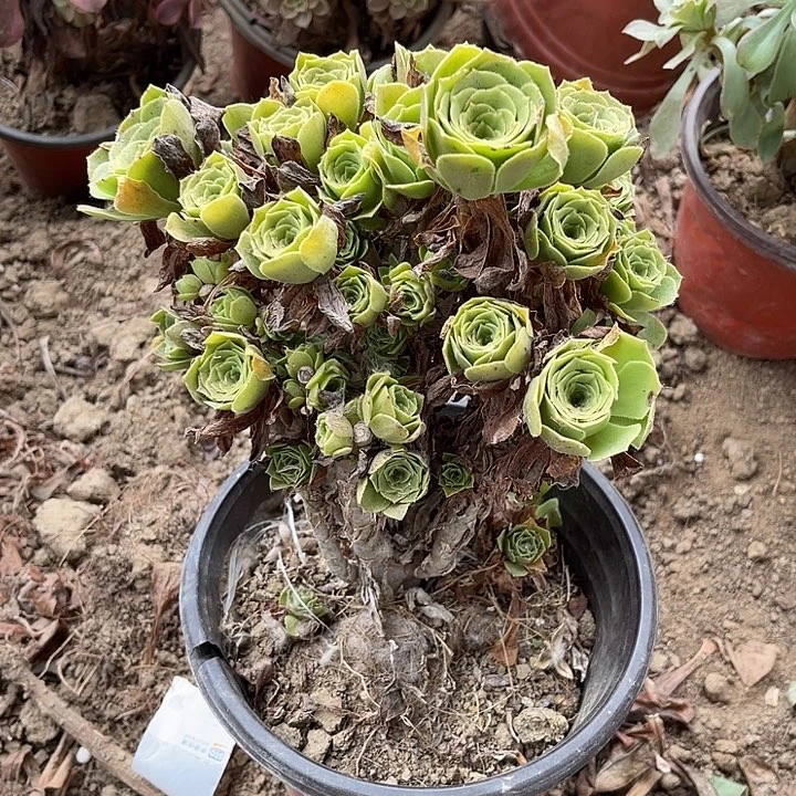 绿玫瑰玫瑰玫瑰玫瑰
