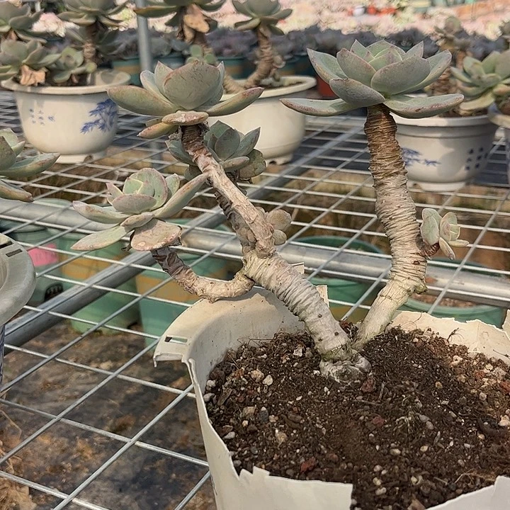 玫***010白凤血脱土发货不退不换