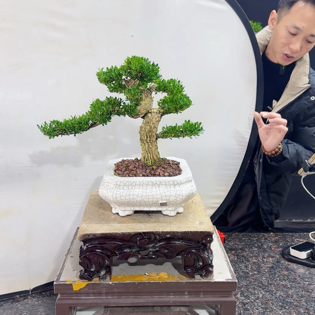 当前无花朵，栽培后可花朵有**属高端黄杨盆景