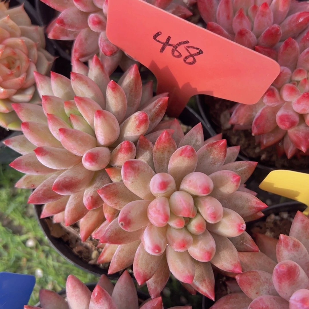 香玉等多种名贵的产品和