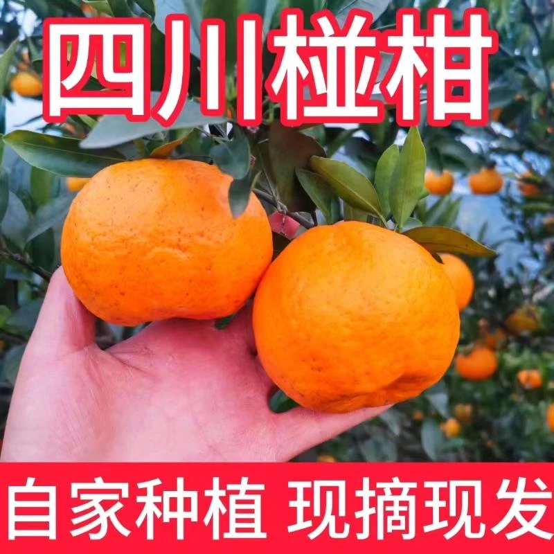 正宗四川椪柑芦柑碰柑新鲜水果孕妇应当季现摘高山橘子桔子特产