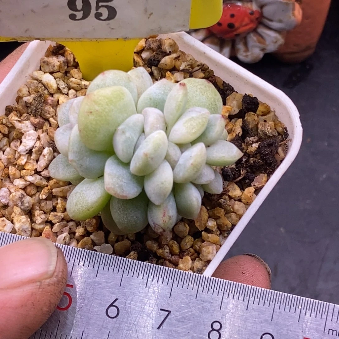 195冰玉石化朵朵缀，四头……整板子