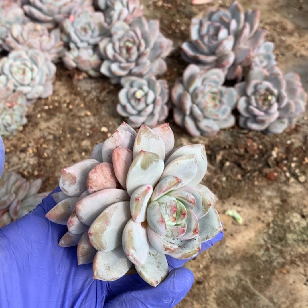 无花朵哈哈哈哈哈哈哈哈45