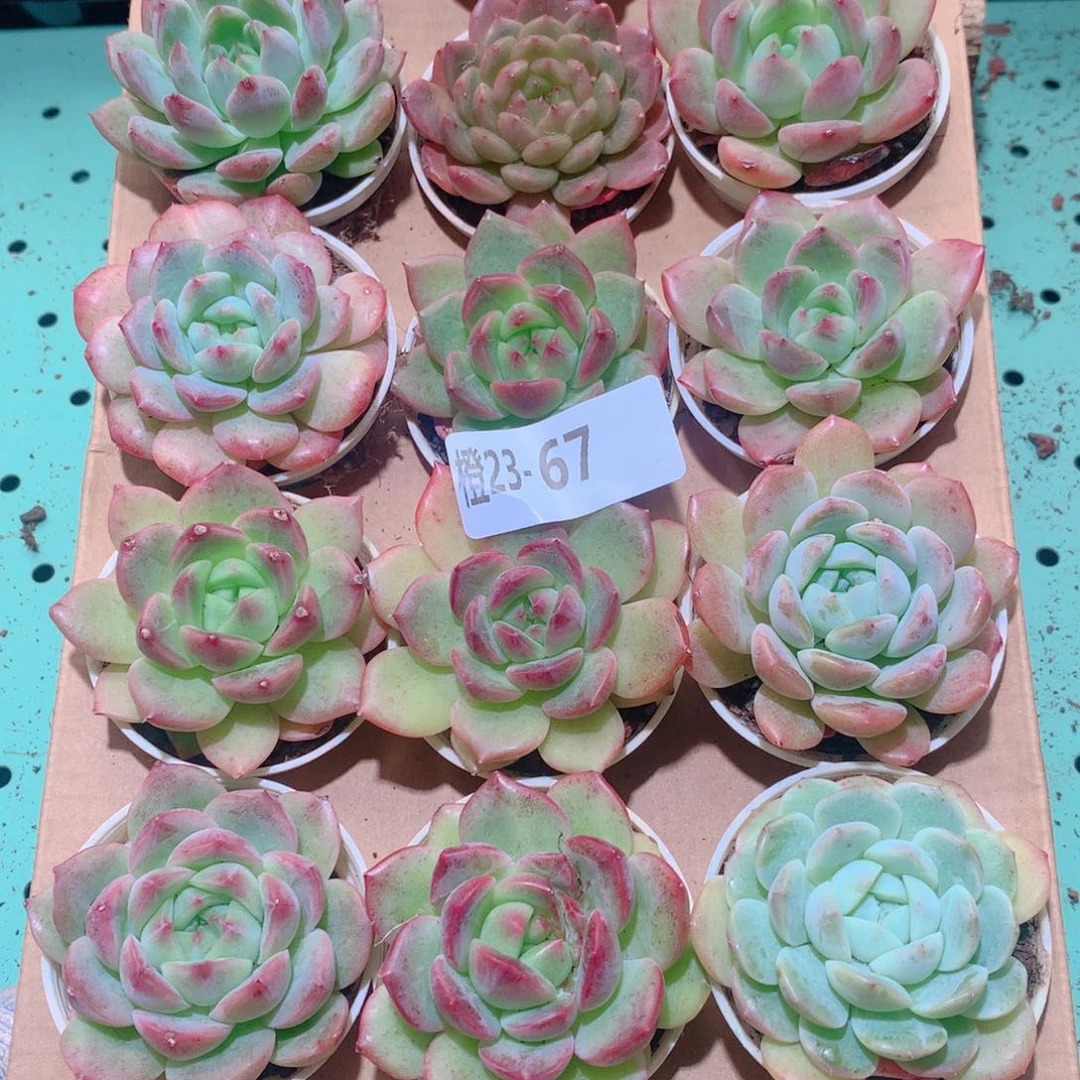 23-67一物一拍多肉带盆18颗