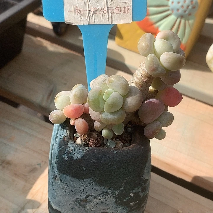 12033，附烧烤咯哦我预约哟