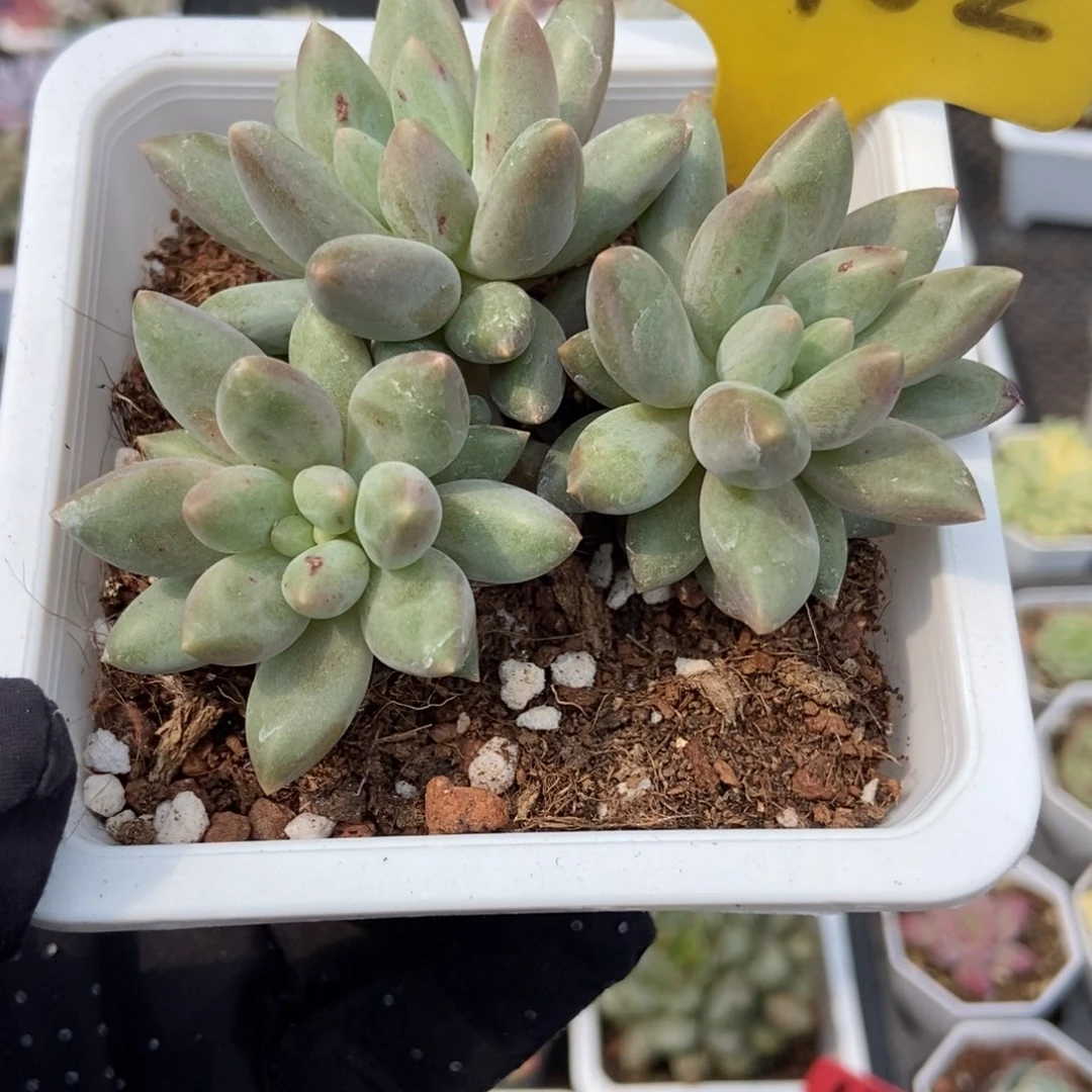 芝*塔1102车厘子多肉植物保护