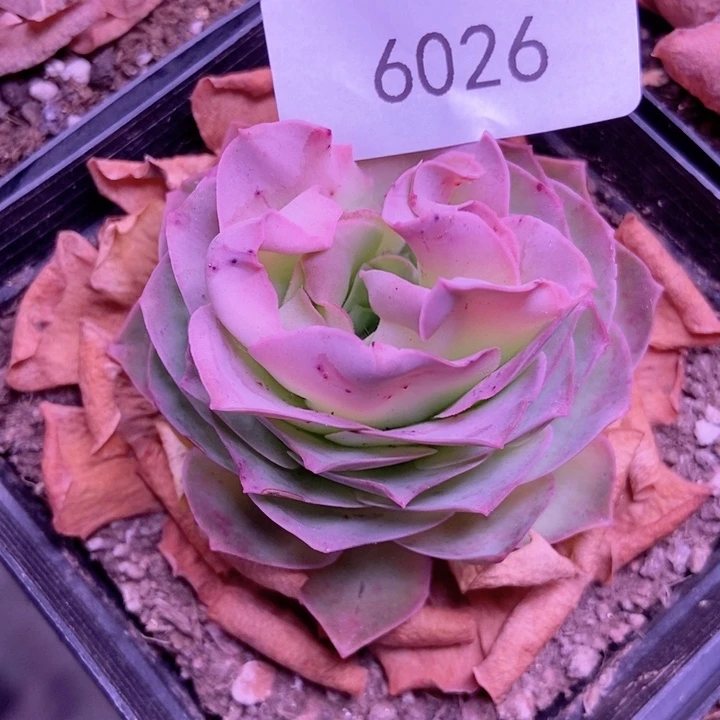 6026山地玫瑰雷嘴