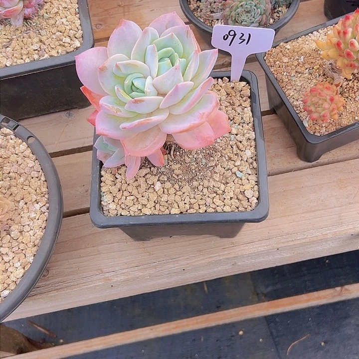 L****.0931凤橙28。。。