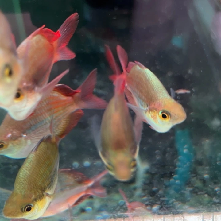 短鲷鱼鸽子美人球2