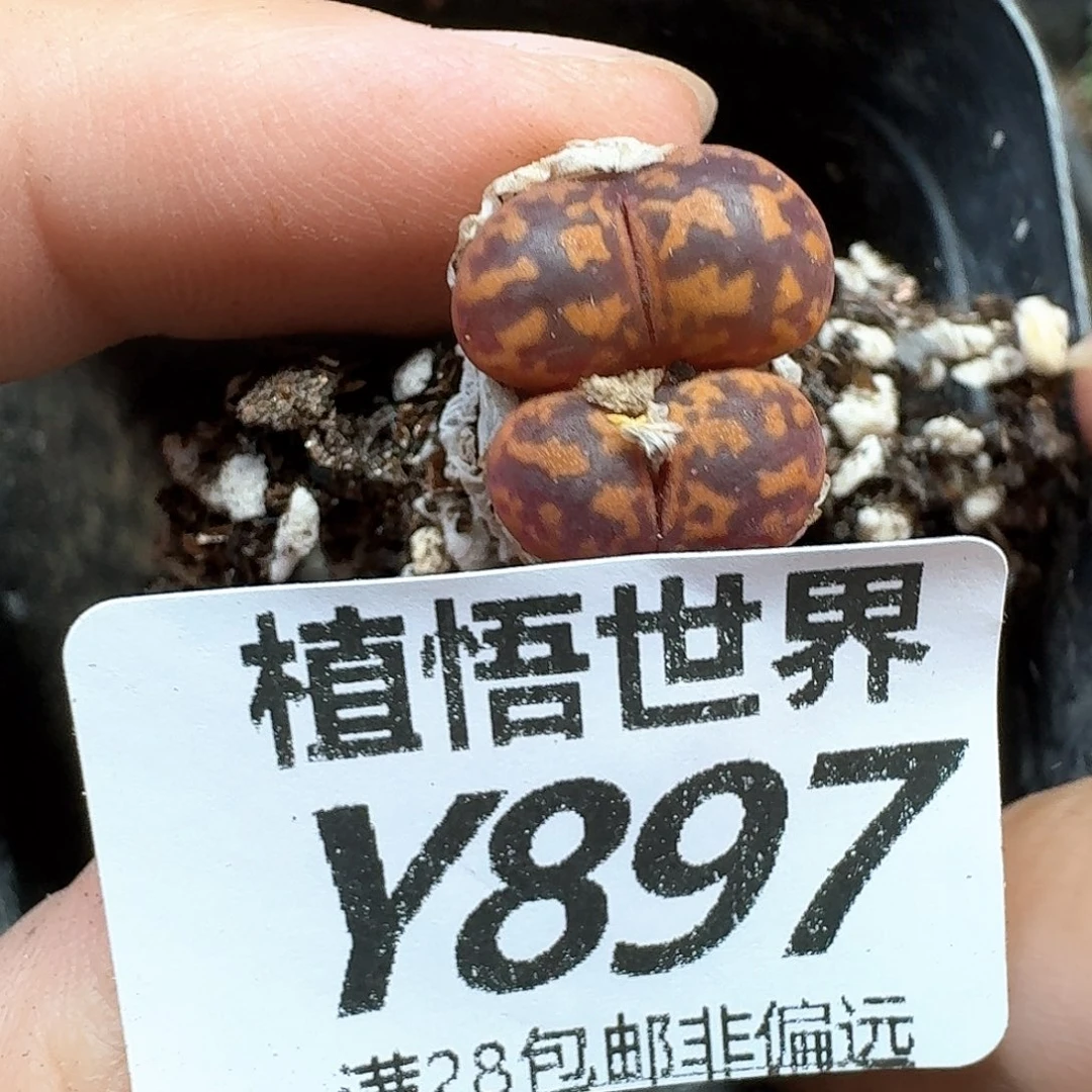 多肉植物多肉植物的