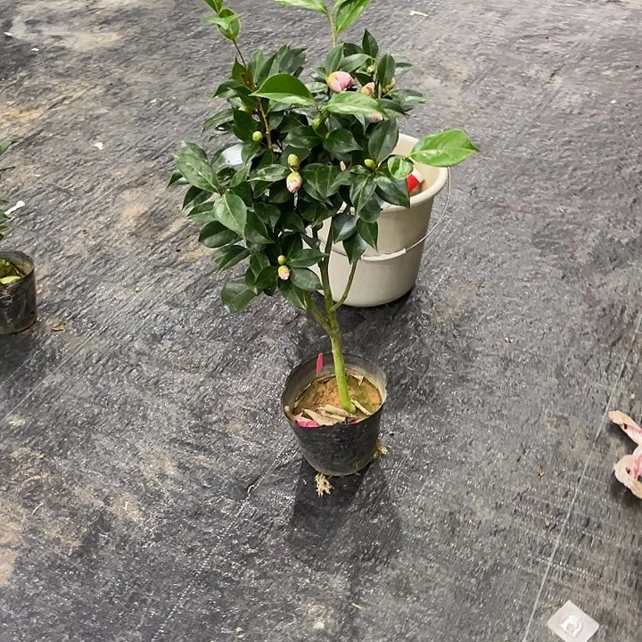 完全开放白底五色带幻彩