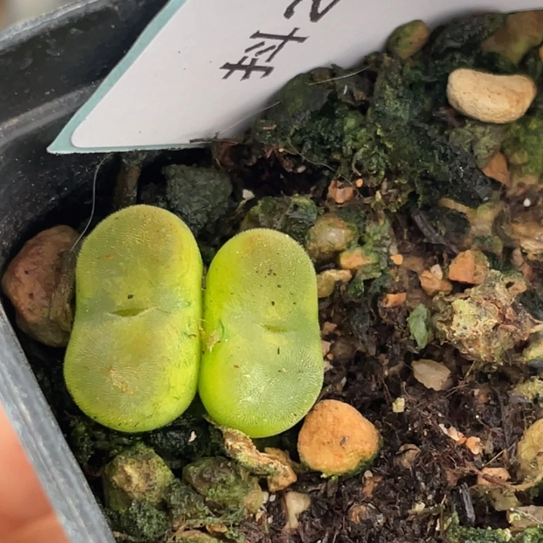 26-101水晶鞋多肉植物