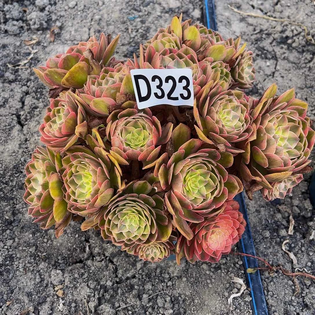 火龙果法师16—36包邮