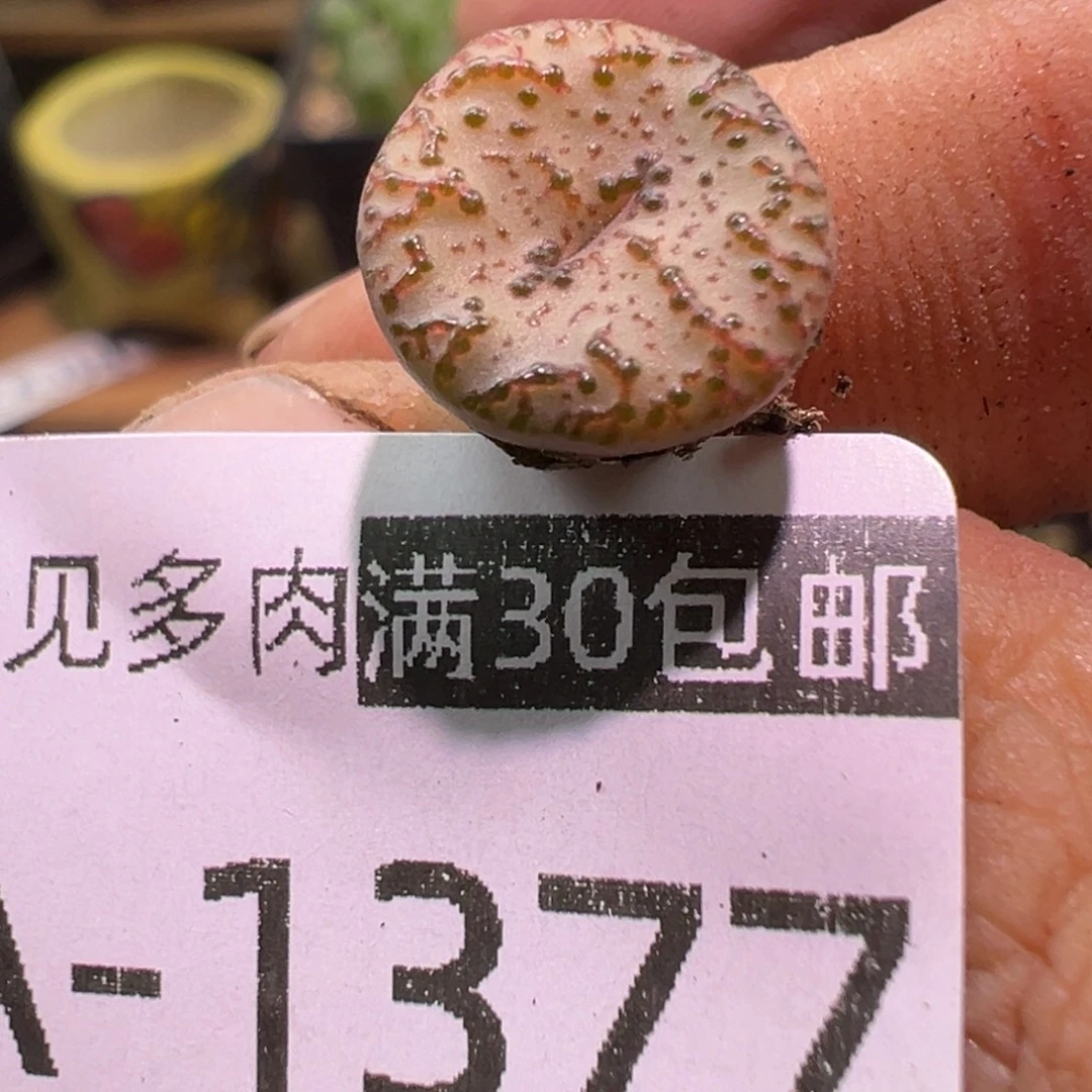 多肉植物11111111111