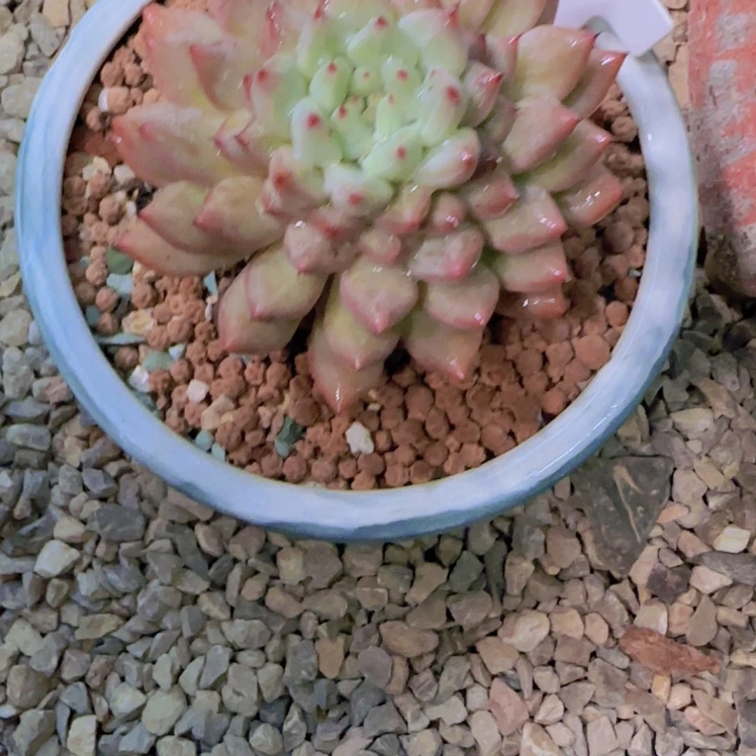 加***~松果多肉植物一物一拍