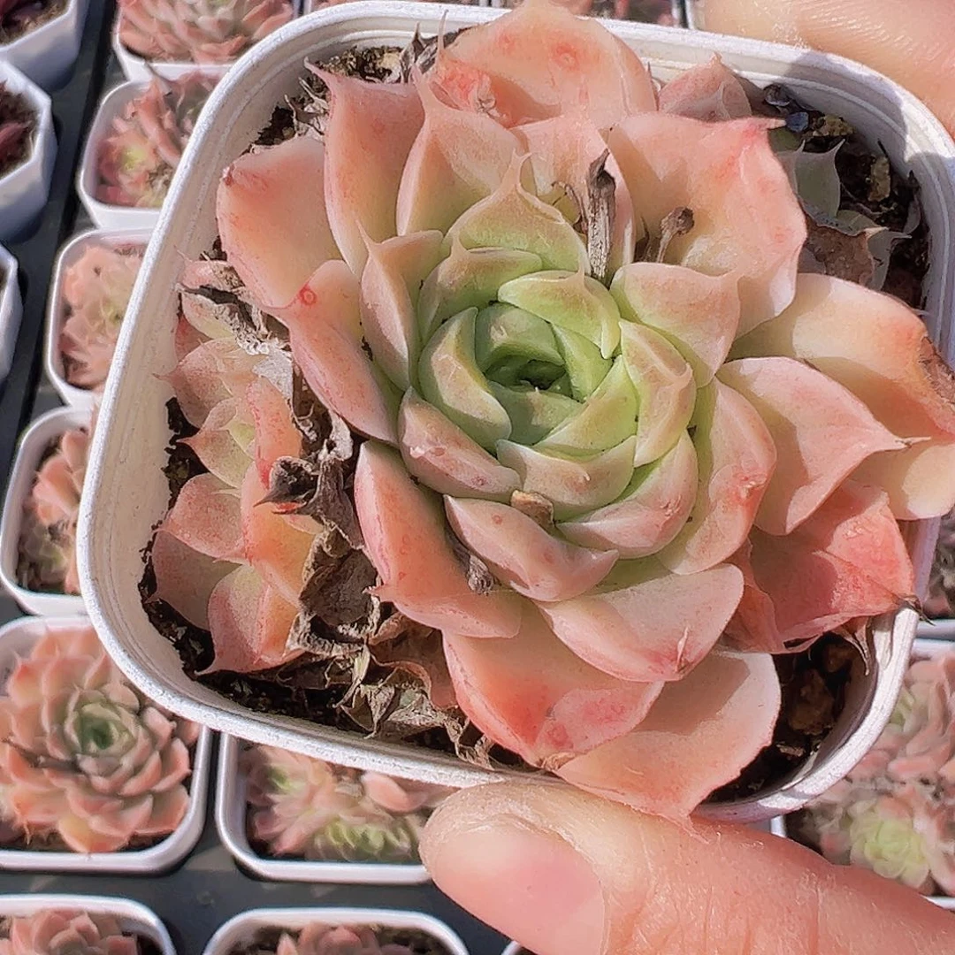 睫毛2盆19包邮多肉