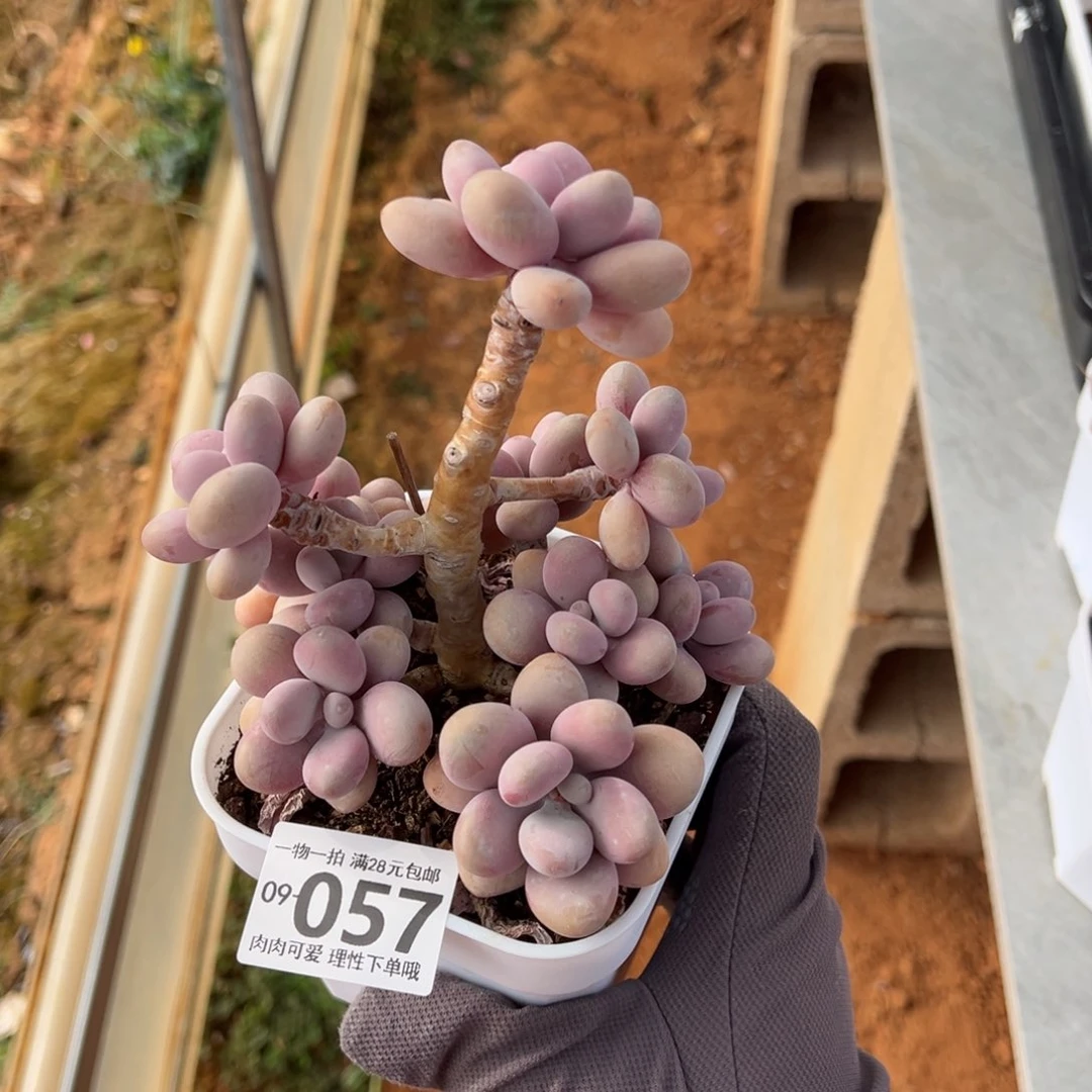 妍桃蛋多肉多肉多肉多肉多肉多肉