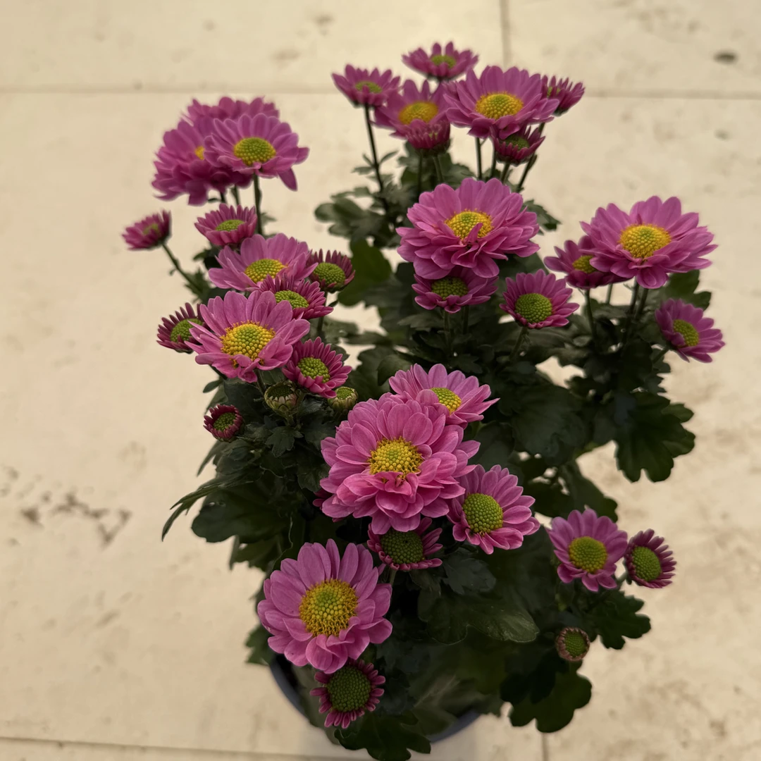 蜜桃小菊带花绿植盆栽