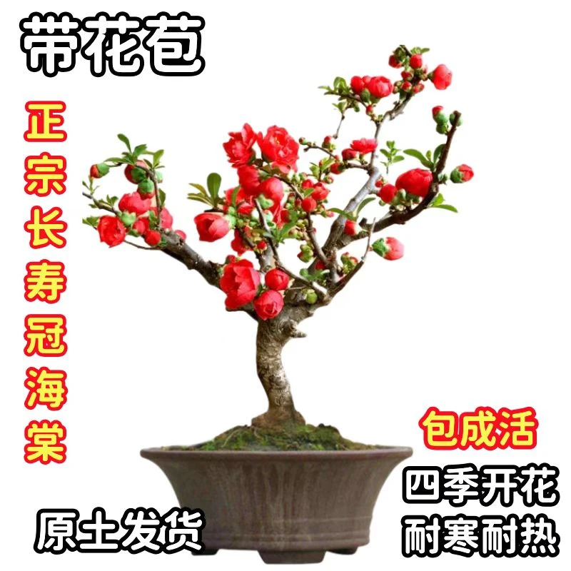 长寿冠海棠花盆栽老桩四季带造型耐寒耐热好养活花卉绿植