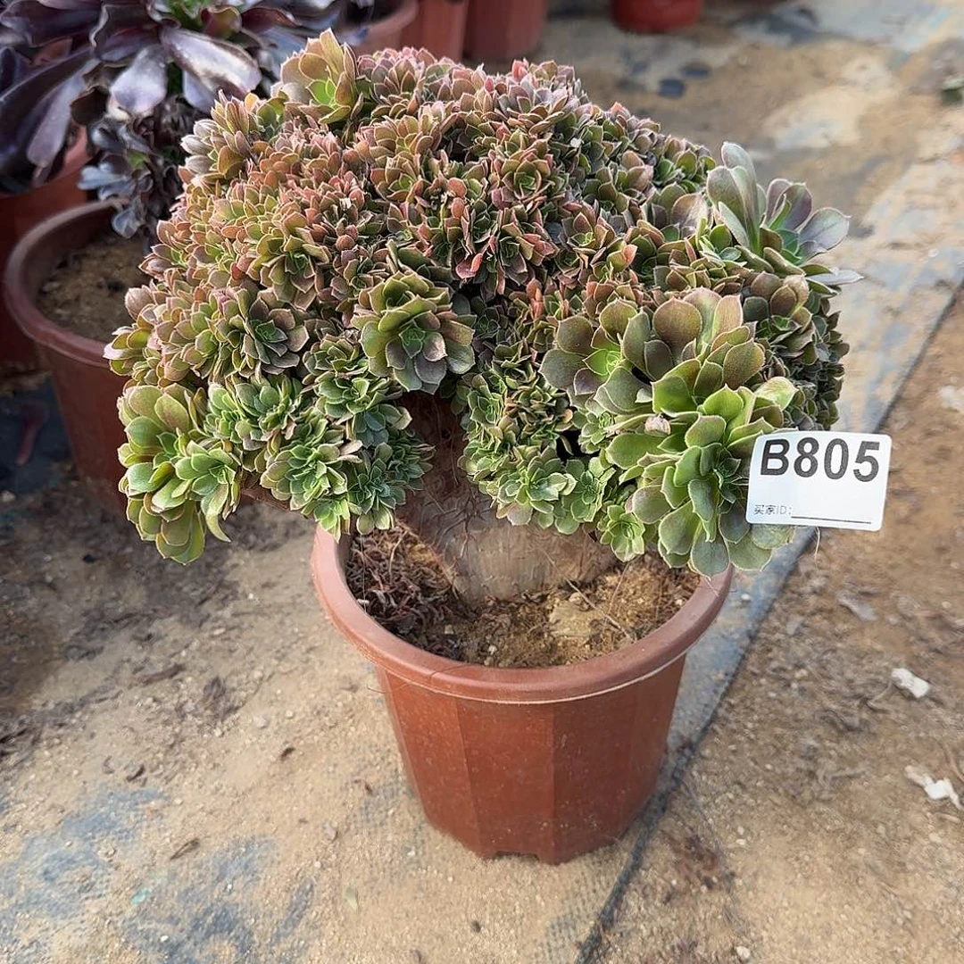 805玫瑰朵朵一颗呀呀