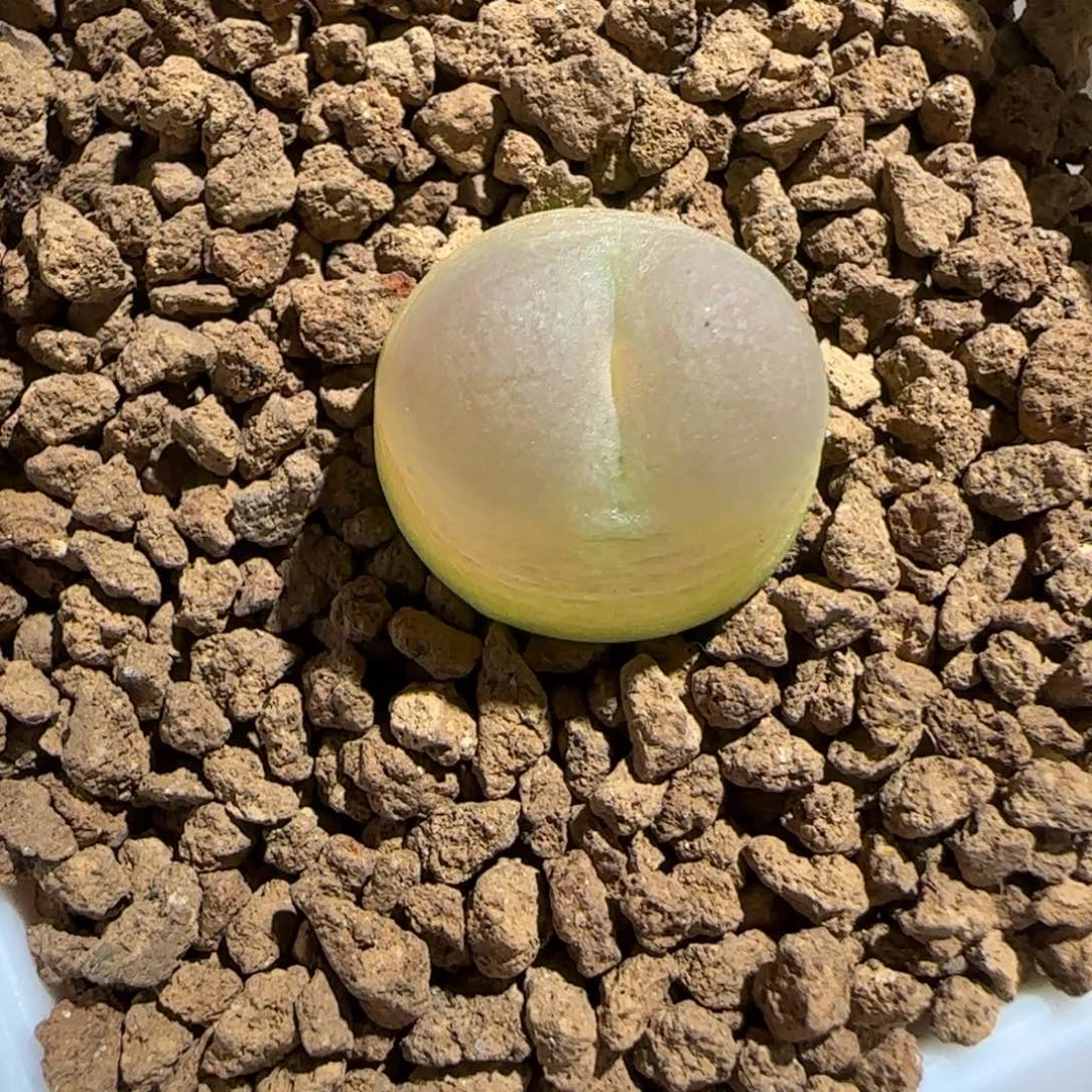 肉锥多肉植物组合-sh1200拉登153