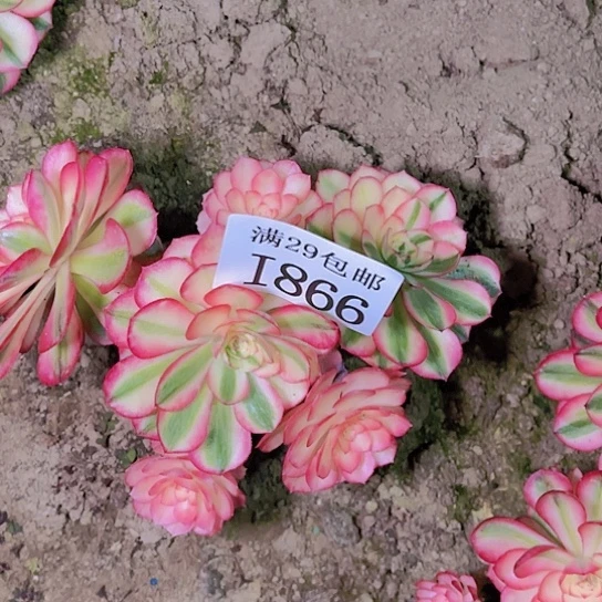 866倾城多肉植物