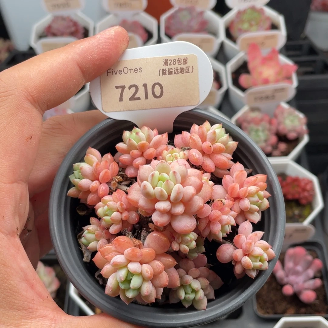 小红蛋7210-8厘米