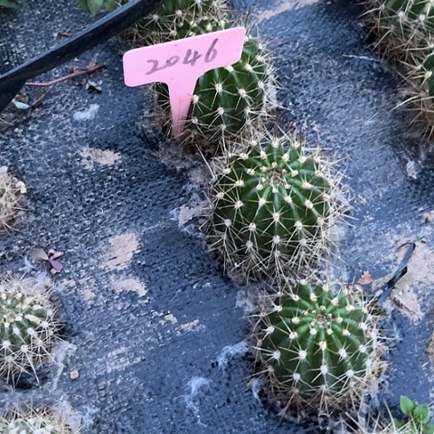 七仙女小随机2046发一个有斑