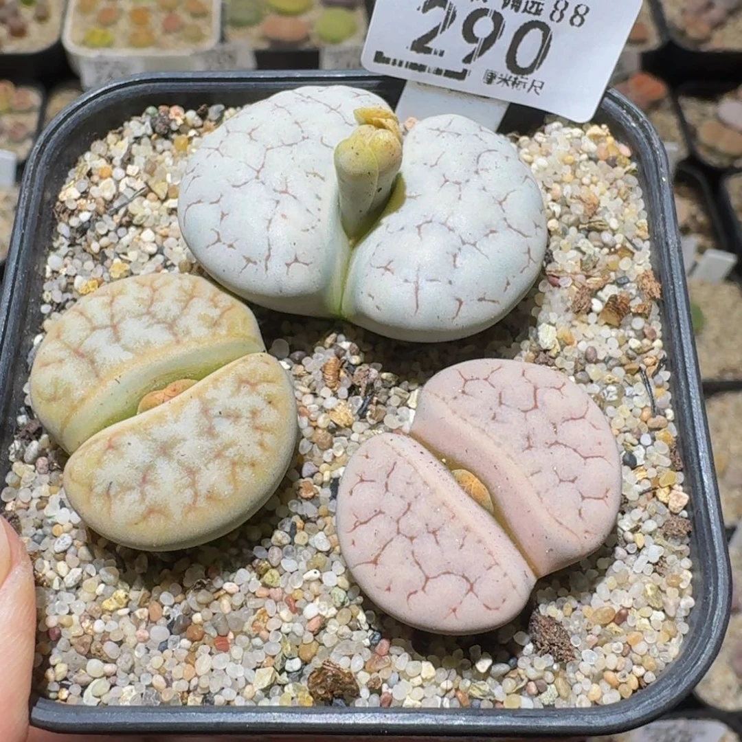 Ssss精品生石花290