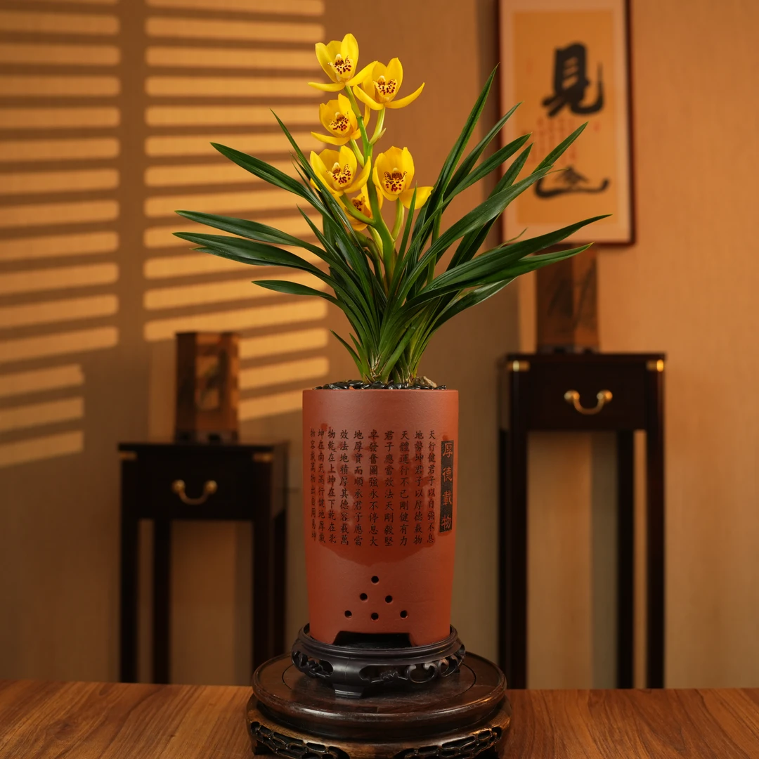 【老种环球金荷】名贵浓香兰花盆栽建兰名品耐寒耐热办公室内客厅