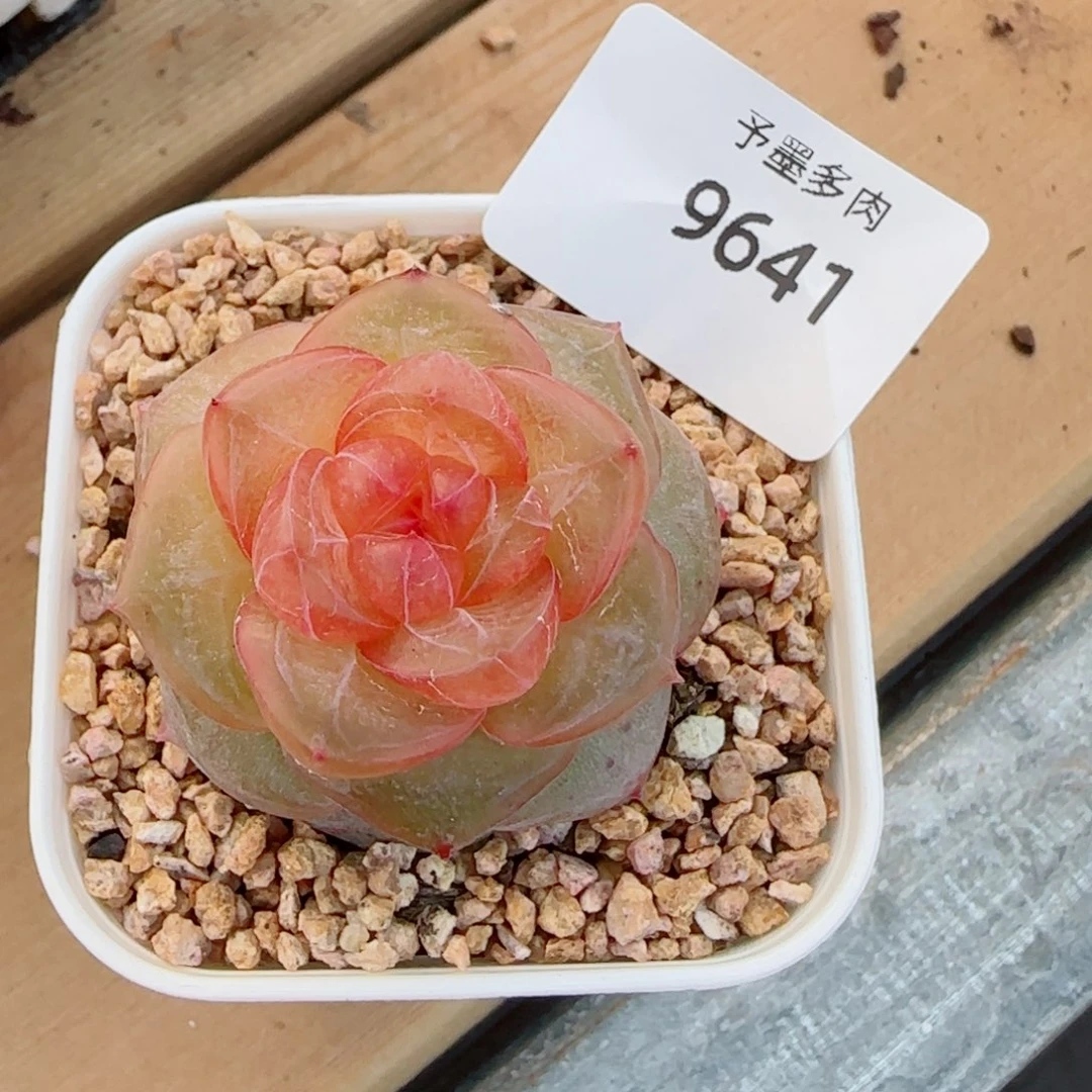 灵泽珍妮，9641多肉植物