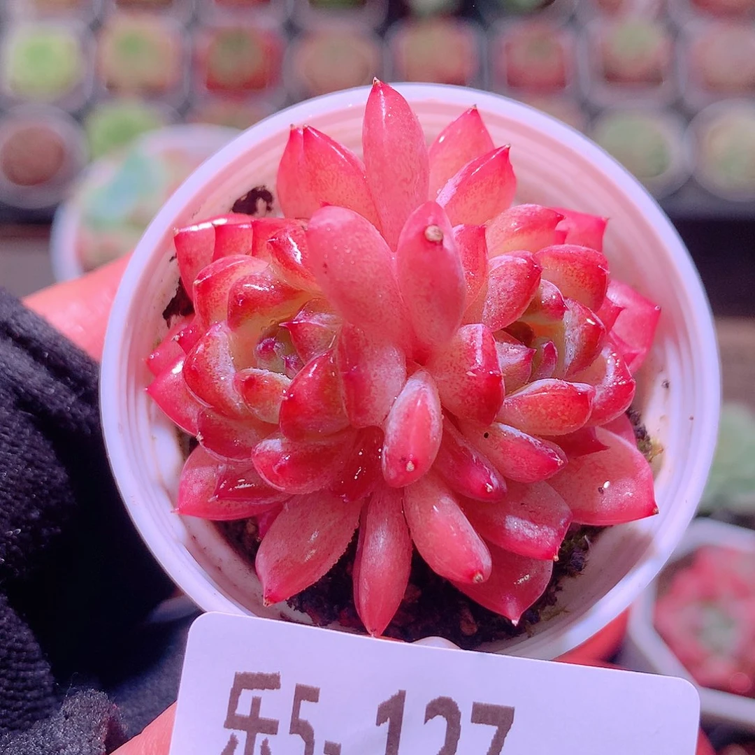 乐然5-127 果汁双头