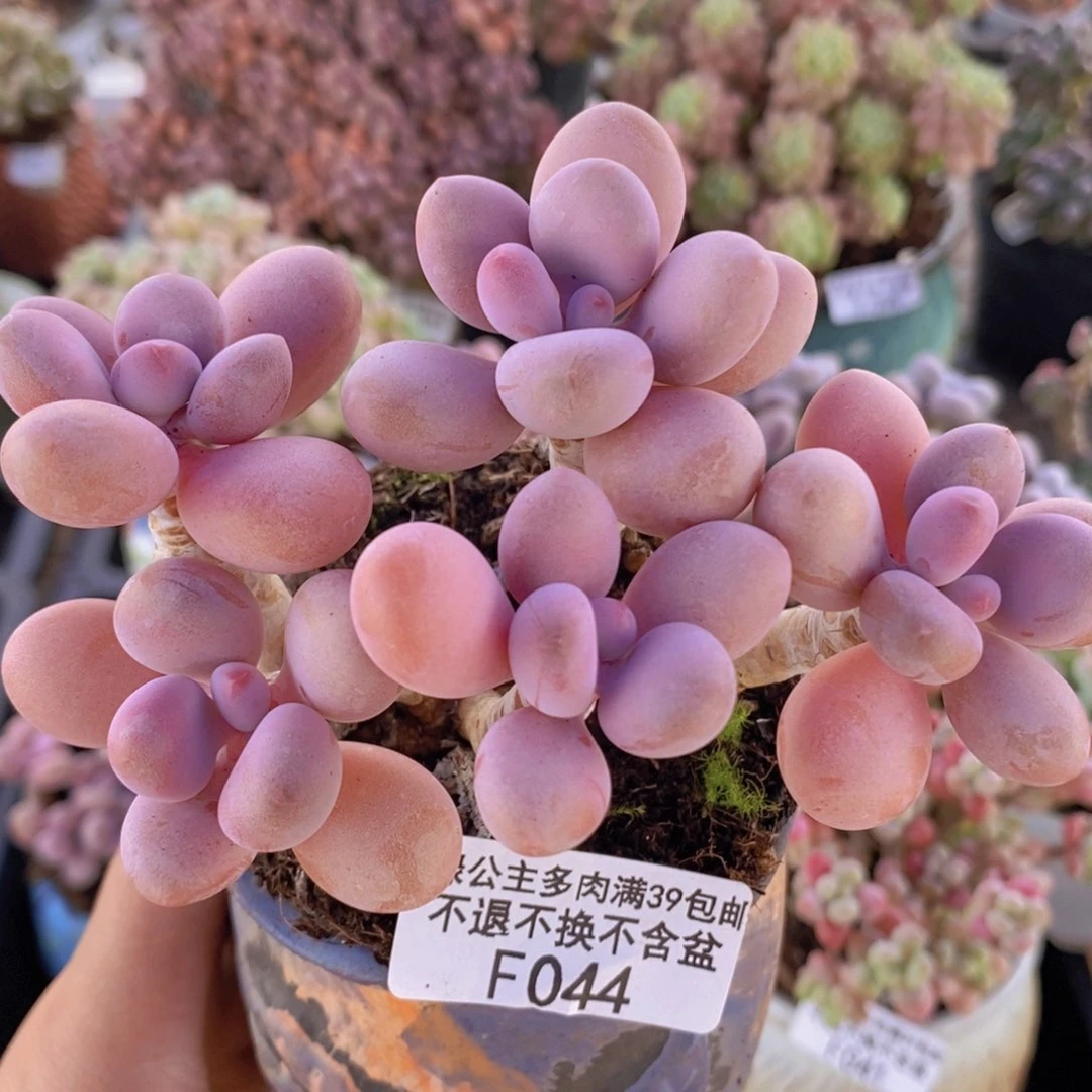 糖果桃蛋老桩10cm044多肉植物