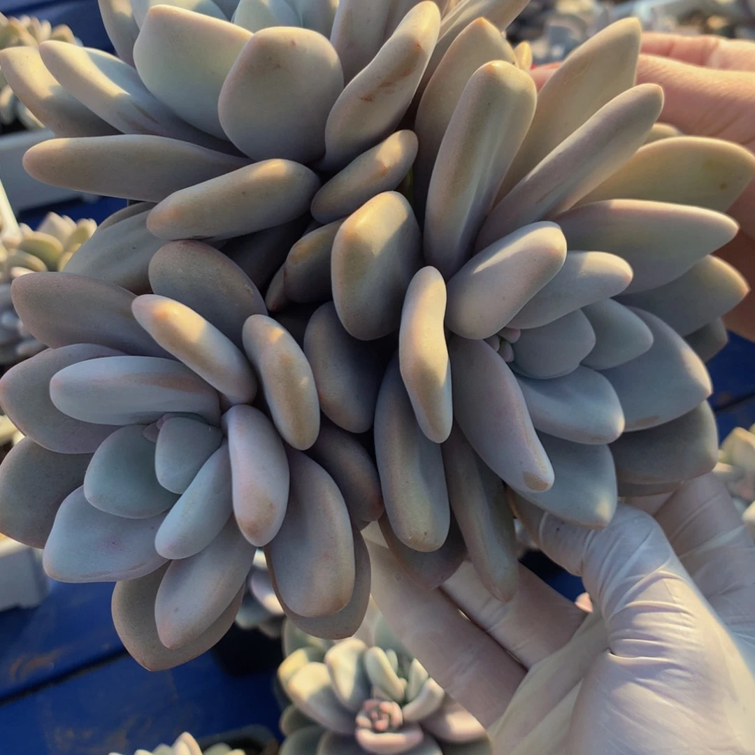 陈*俊粉兔1111111