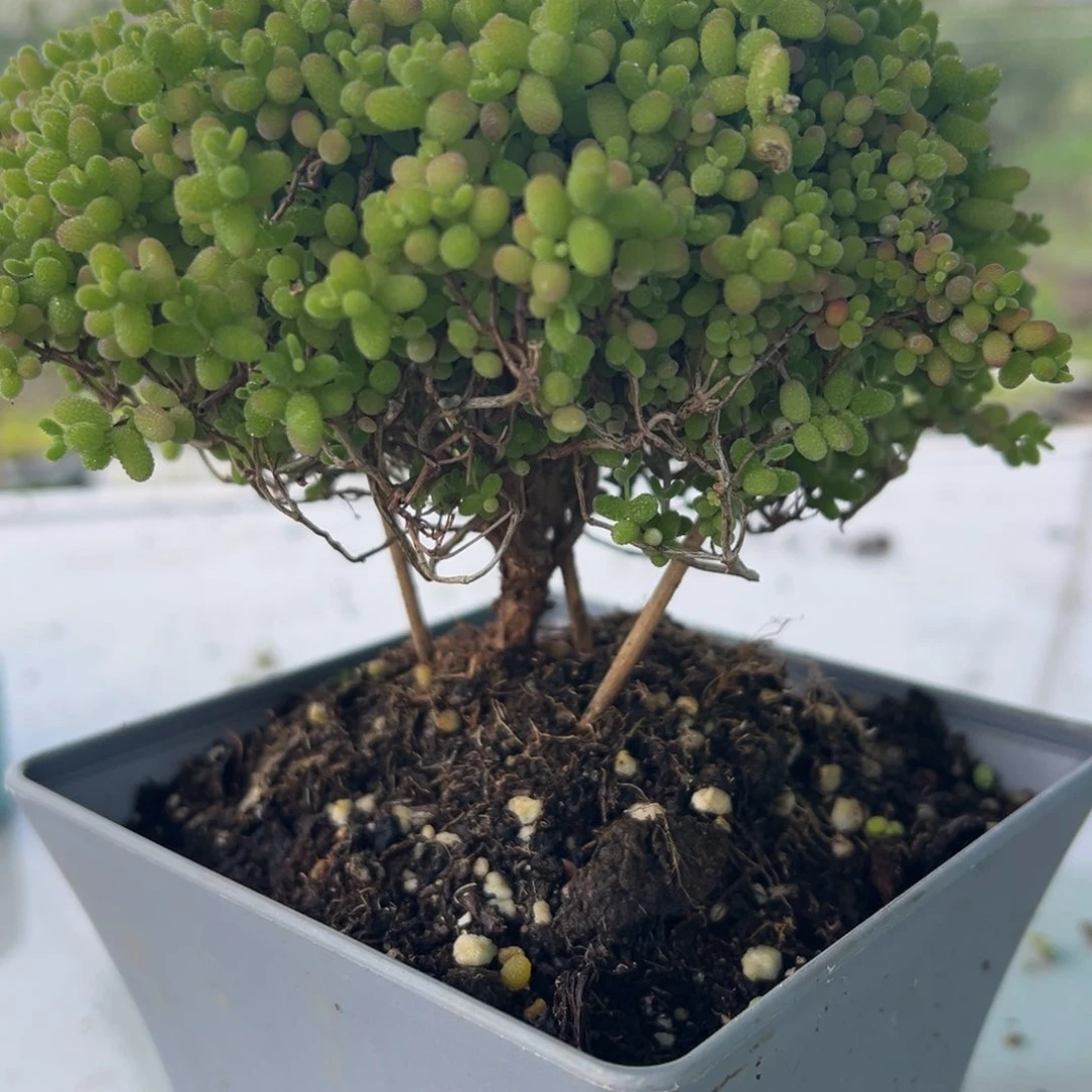 我***好露养大蜜橘带盆带土发