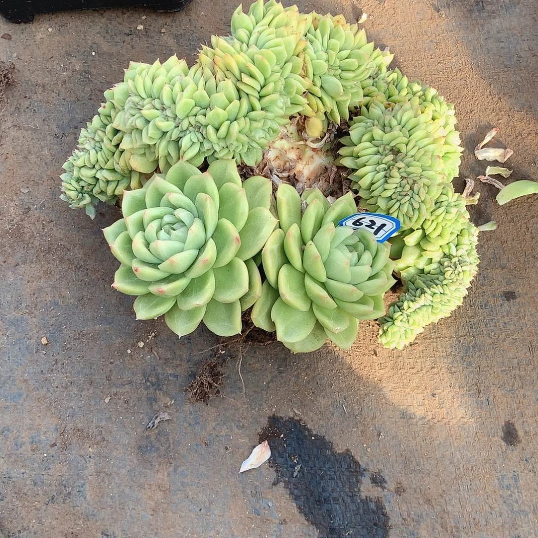 621缀化 一物一拍多肉